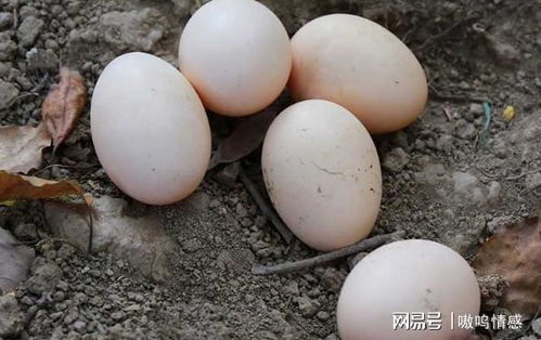 怎么区分土鸡蛋和普通鸡蛋 记住这五点,再也不会买错了